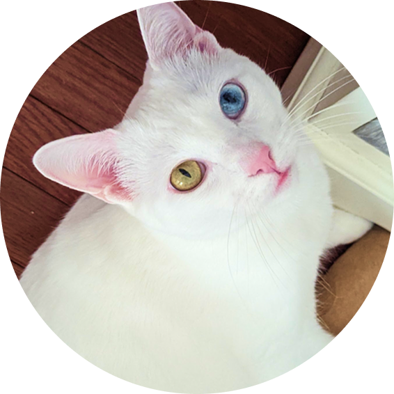 Hazel the cat with heterochromia